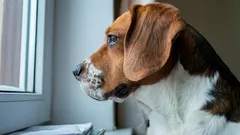 Gehör und Geruch sind nicht entscheidend: Wie Hunde wissen, wann Sie nach Hause kommen