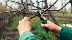 Äste nach dem Rückschnitt nicht wegwerfen – 12 Möglichkeiten, sie für den Garten zu nutzen