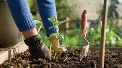 Ein natürlicher Ersatz für Düngemittel wurde gefunden: Diese Pflanzen düngen sich selbst