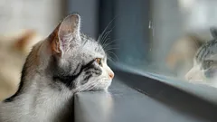 Wie Katzen merken, dass ihr Besitzer bald nach Hause kommt: das Geheimnis unserer Stubentiger