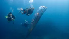 «Ich habe so etwas noch nie gesehen»: In Mexiko wurden seltene Weltuntergangsfische an den Strand gespült