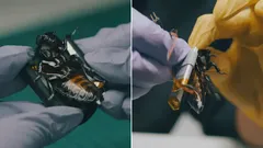 Kakerlaken-Cyborgs im Dienst der NATO-Streitkräfte – wozu sind sie fähig?