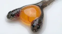 Zwei Köpfe und ein Körper: Wissenschaftler entdecken zufällig seltene siamesische Zwillinge